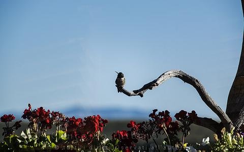 Giacomo Bellini - Colibrì su un Ramo
